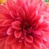 quelle jolie fleurs!!!