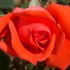 quelle jolie fleurs!!!