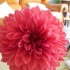 quelle jolie fleurs!!!