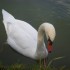 un cygne de toi
