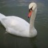 un cygne de toi