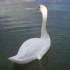un cygne de toi