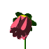 ♥♡☆{Test : QUELLE FLEUR 