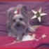 ★{CONCOURS DE NOEL A VOS