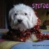 ★{CONCOURS DE NOEL A VOS