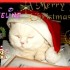 {Resultats concours de Noel :L