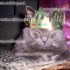♥{Galette des Rois : L'Epiph