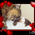 ♥{CONCOURS ST VALENTINVOTES}