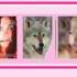 ♥{Site Morphing avec animaux