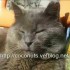 ♥{Chat Alors^^Doux week-end}