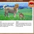 ♥{site créations jeux anima