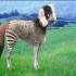 ♥{site créations jeux anima