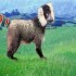 ♥{site créations jeux anima