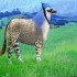 ♥{site créations jeux anima