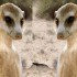 ♥{site créations jeux anima