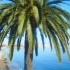 ♥{Doux week-end :palmiers,me