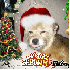 ♥{Concours de Noel 2008 à v