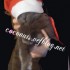 ♥{Joyeux Noel*Résultats Con