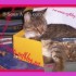 ♥{création diapo slide show