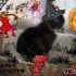 ♠{CONCOURS HALLOWEEN 2008 OU