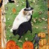 ♣♦☻{Concours Halloween 2