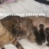 ♥{Evolution chatons: La Nais