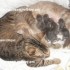 ♥{Evolution chatons: La Nais