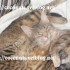 ♥{Evolution chatons: La Nais