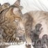 ♥{Evolution chatons: La Nais