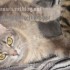 ♥{Evolution chatons: de 1 jo