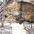 ♥{Evolution chatons: de 1 jo