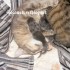 ♥{Evolution chatons: de 1 jo