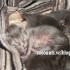 ♥{Evolution chatons: de 1 jo