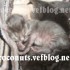 ♥{Evolution chatons: de 1 jo