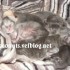 ♥{Evolution chatons: de 1 jo