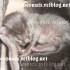 ♥{Evolution chatons: de 1 jo