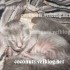 ♥{Evolution chatons: de 1 jo