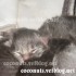 ♥{Evolution chatons: de 1 jo