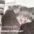 ♥{Evolution chatons: de 1 jo