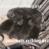 ♥{Evolution chatons: de 1 jo