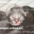 ♥{Evolution chatons: de 1 jo