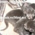 ♥{Evolution chatons: de 1 jo