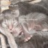 ♥{Evolution chatons: de 1 jo