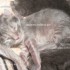 ♥{Evolution chatons: de 1 jo