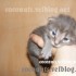 ♥{Evolution chatons: 1 mois}