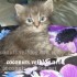 ♥{Evolution chatons: 1 mois}