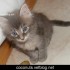 ♥{Evolution chatons: 2 mois}