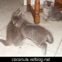 ♥{Evolution chatons: 2 mois}