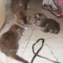 ♥{Evolution chatons: 2 mois}