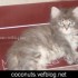 ♥{Evolution chatons: 2 mois}